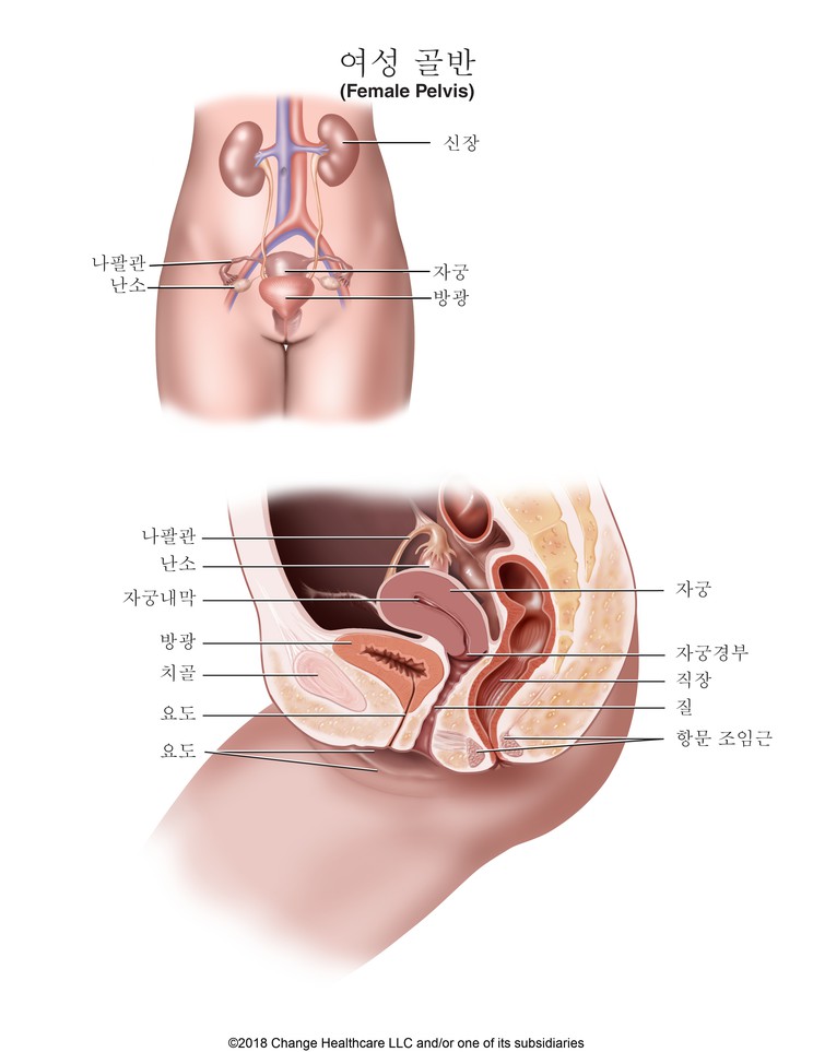 Female Pelvis: Illustration