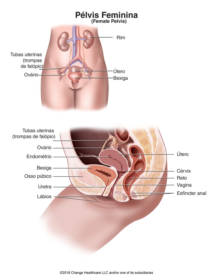 Female Pelvis: Illustration