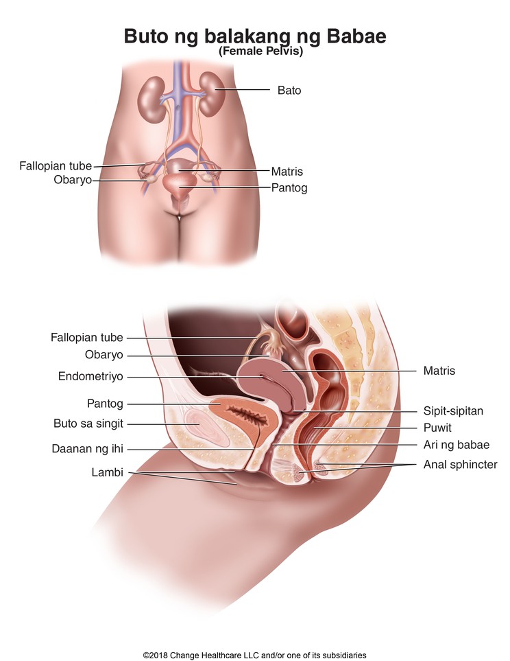 Female Pelvis: Illustration