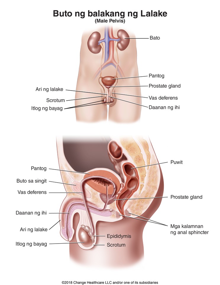 Male Pelvis: Illustration