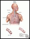 Thumbnail image of: Asthma: Illustration