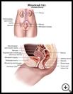 Thumbnail image of: Female Pelvis: Illustration