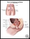 Thumbnail image of: Female Pelvis: Illustration