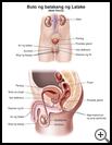 Thumbnail image of: Male Pelvis: Illustration